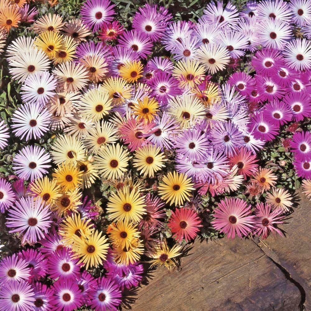 8000+ICE PLANT MIX Flower Seeds Groundcover Drought Heat Poor Soils Fast Easy