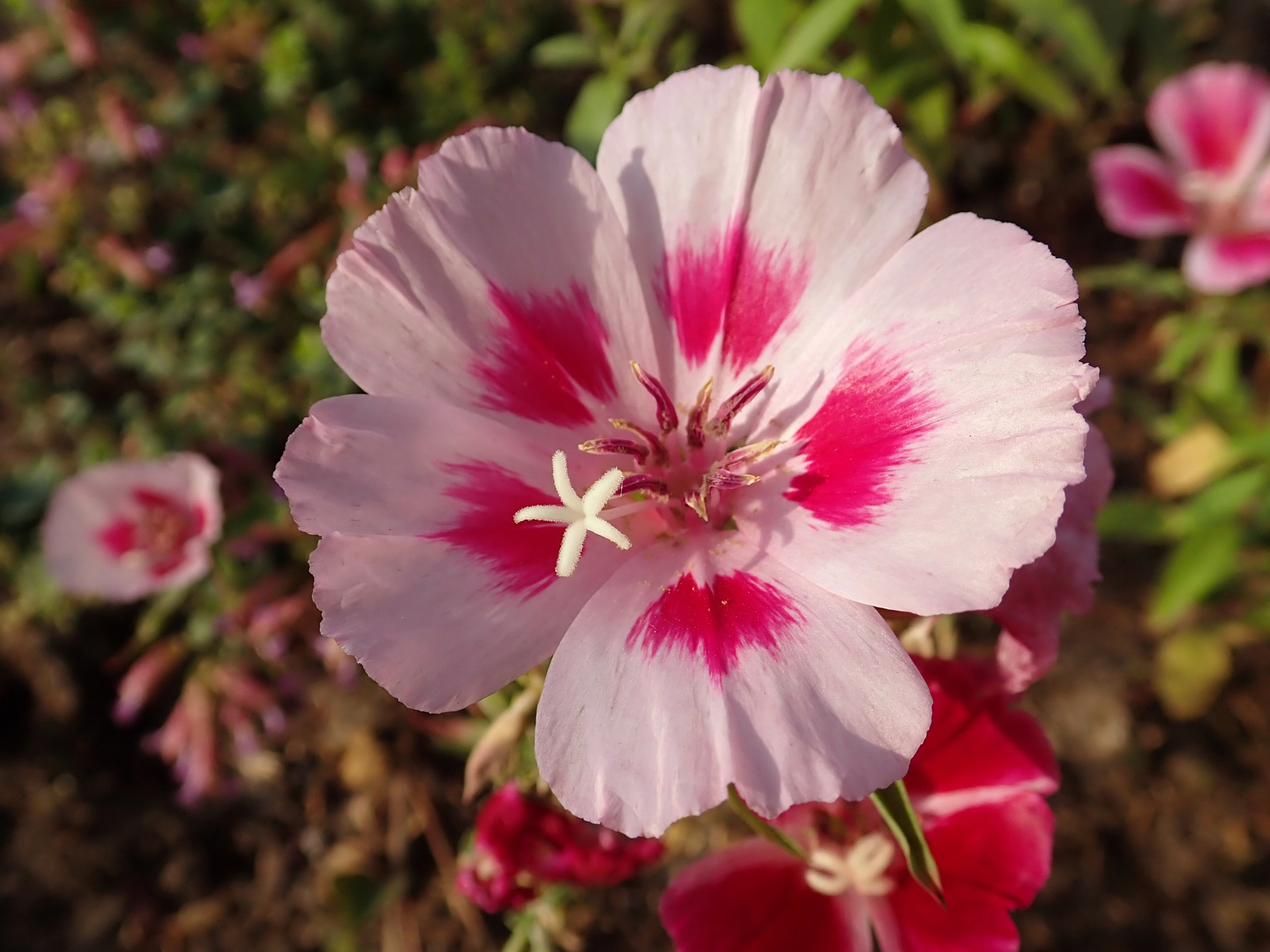 2,000 CLARKIA AMOENA Seeds (Grace Rose Pink Farewell to Spring) | Free shipping