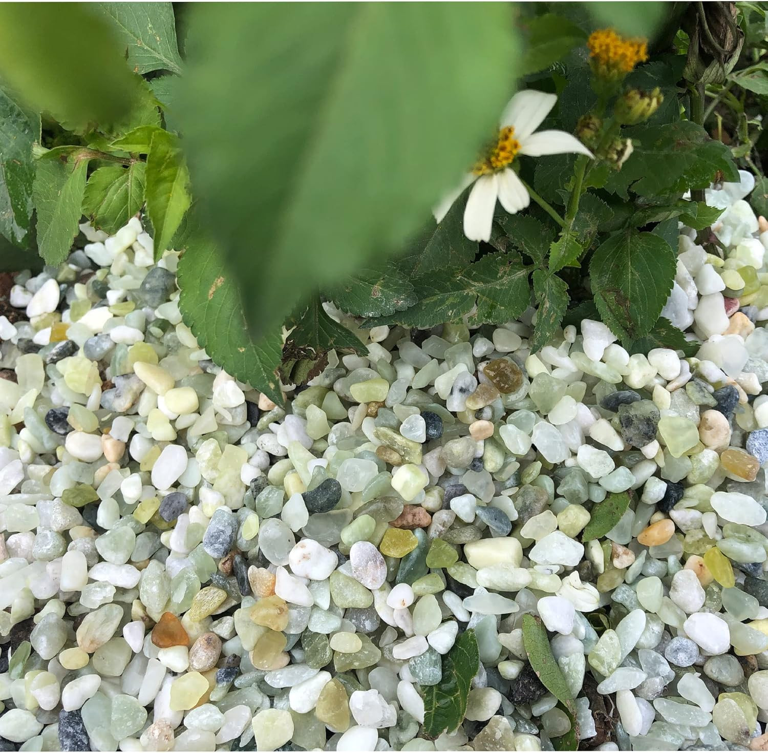 18Lb Jade Bean Pebbles,1/4 Inch Cactus Bonsai DIY Rocks, Natural Succulent Rock