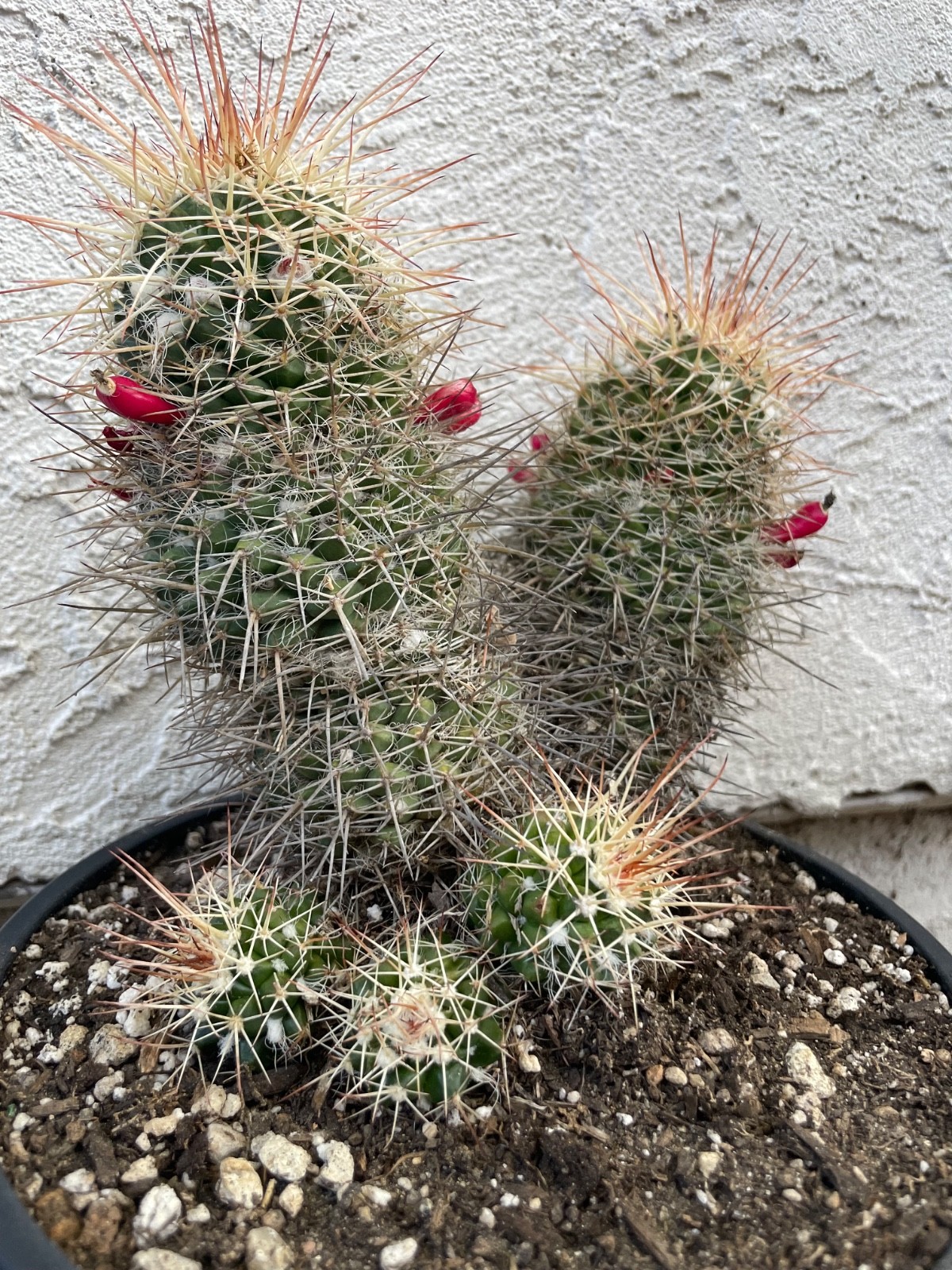 beautiful long spines cluster, Mammillaria Karwinskiana Nejapensis #P9