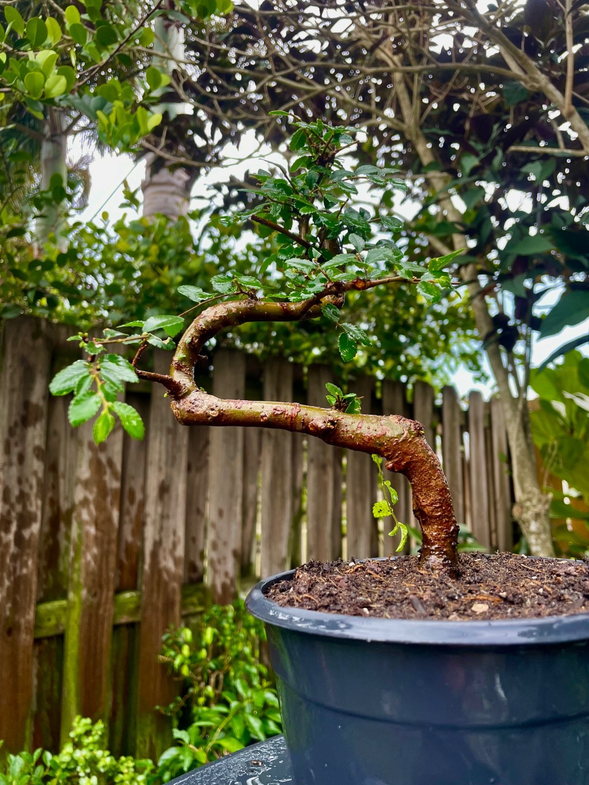 CHINESE ELM Pre-Bonsai /Bonsai S Tree Cold Hardy / Tiny leaves 5 years old