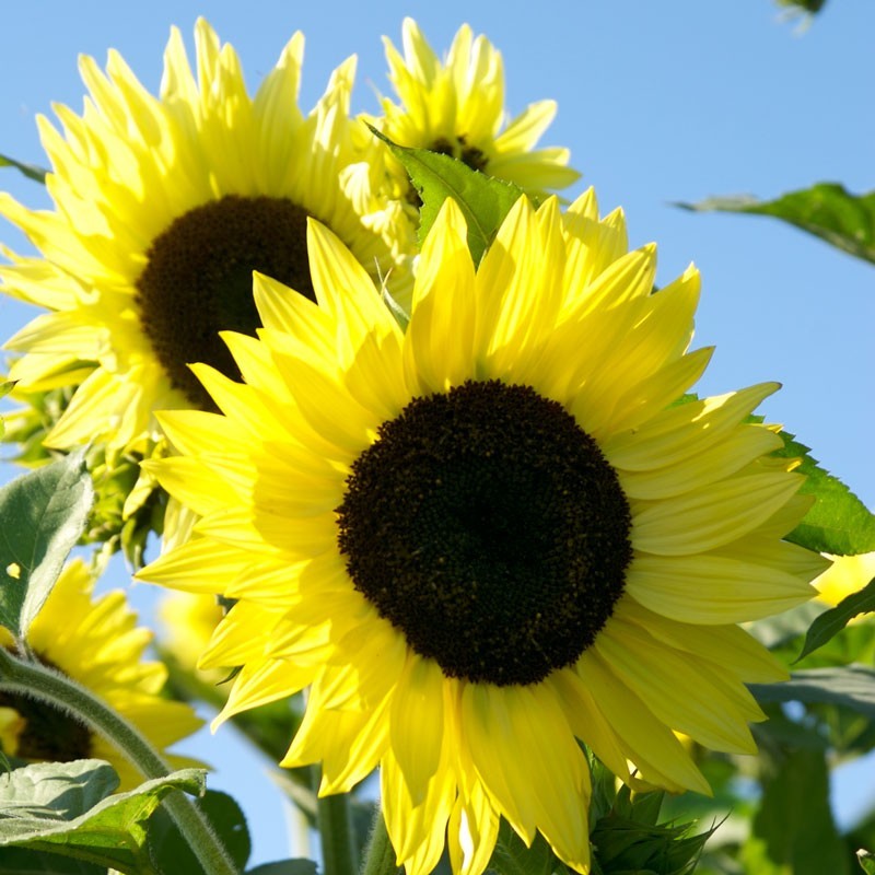 Lemon Queen Sunflower 15 Seeds Many beautiful flowers on each plant! Comb.S/H
