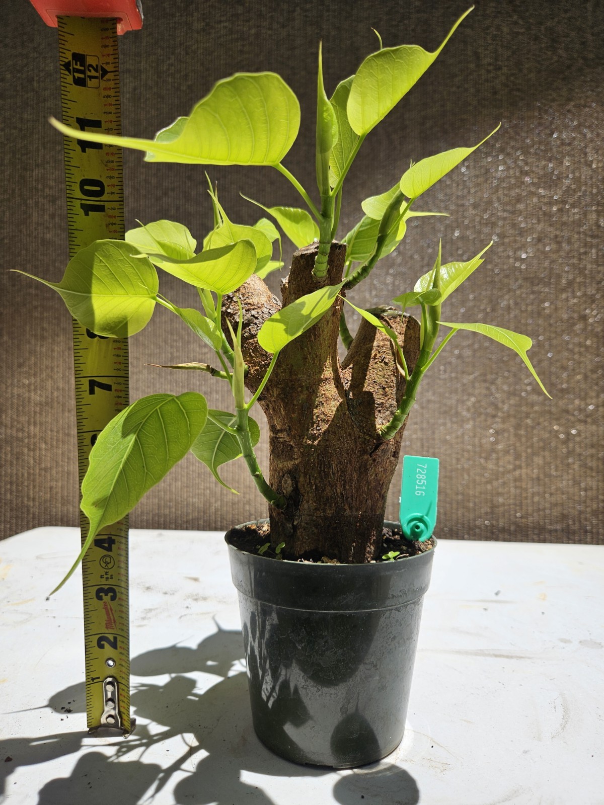 Ficus religiosa ( Sacred fig – Cây Bồ Đề) Bonsai Tree,,,, sale