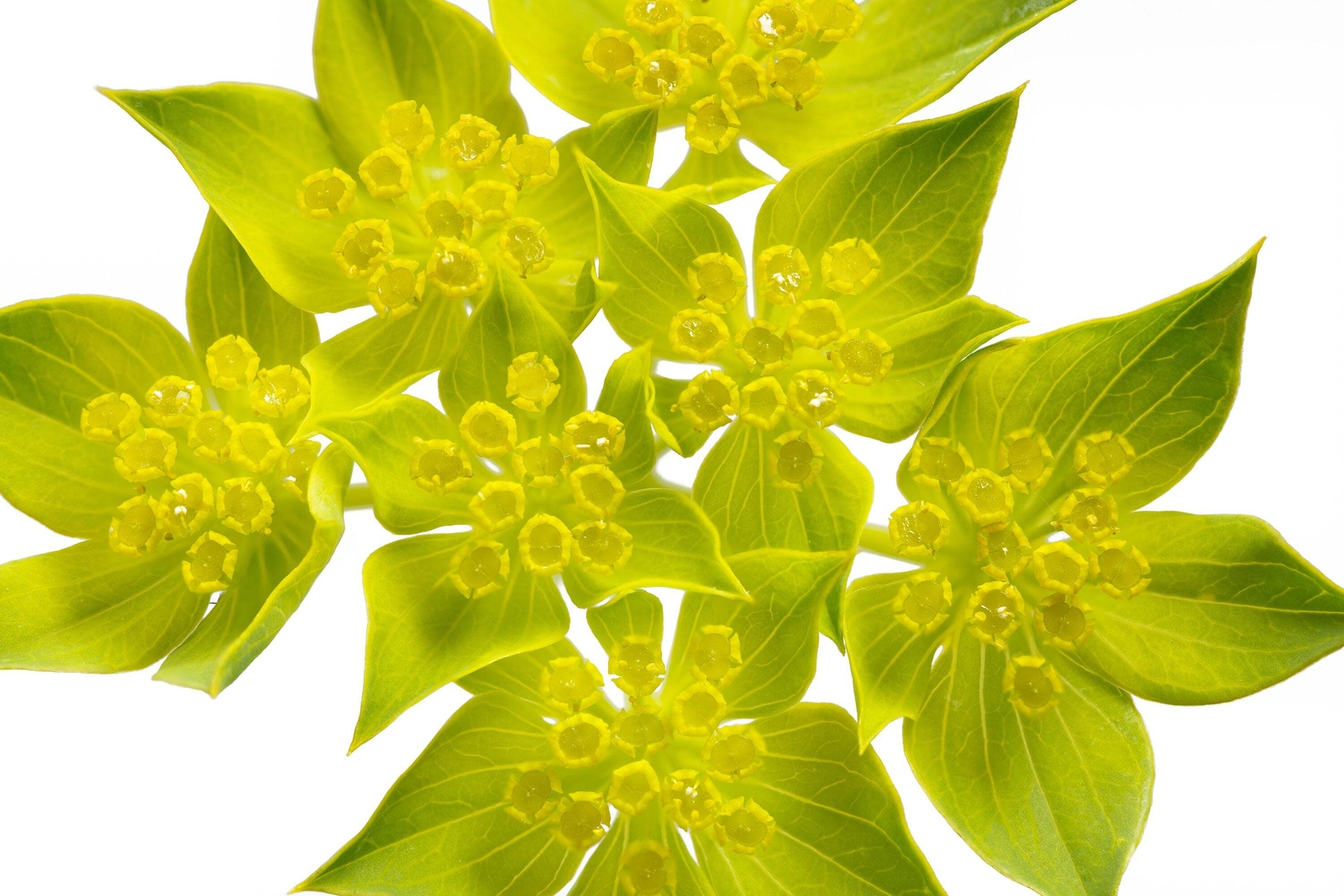 100 GREEN GOLD BUPLEURUM Griffithii Rotundifolium Hares Thoroughwax Flower Seeds