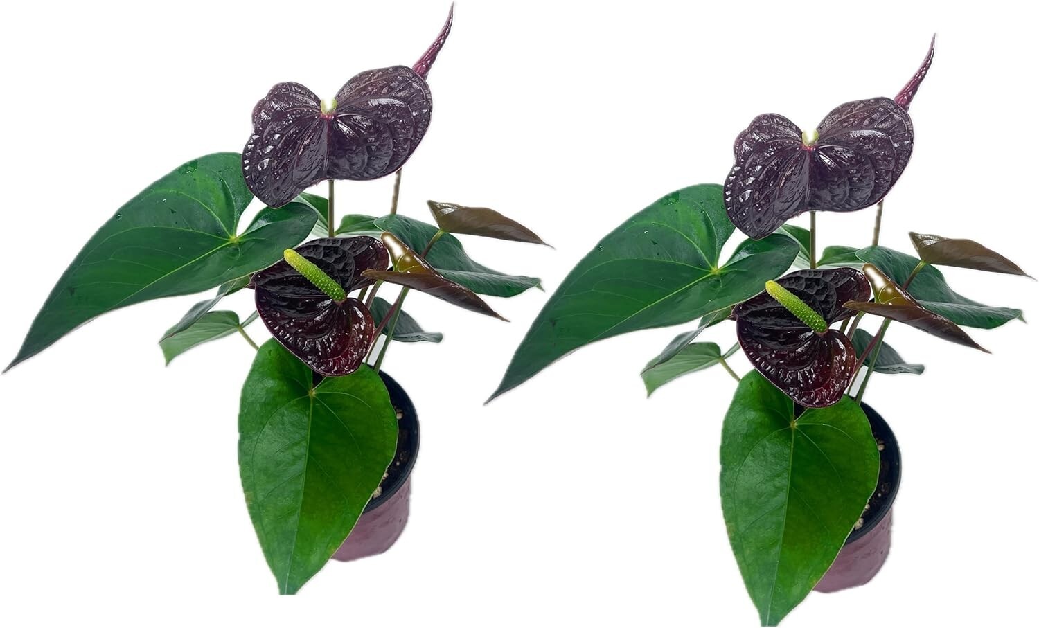 Anthurium Andraeanum Mr Brown Live Plant (Pack of 2)