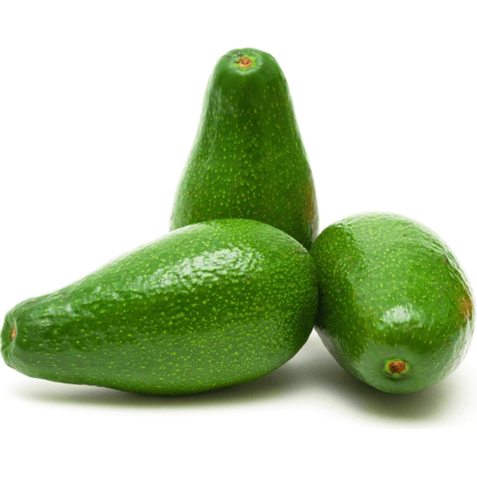 Avocado ‘Pinkerton’ grafted plant, Primo Size 18”-36” tall, “A” type