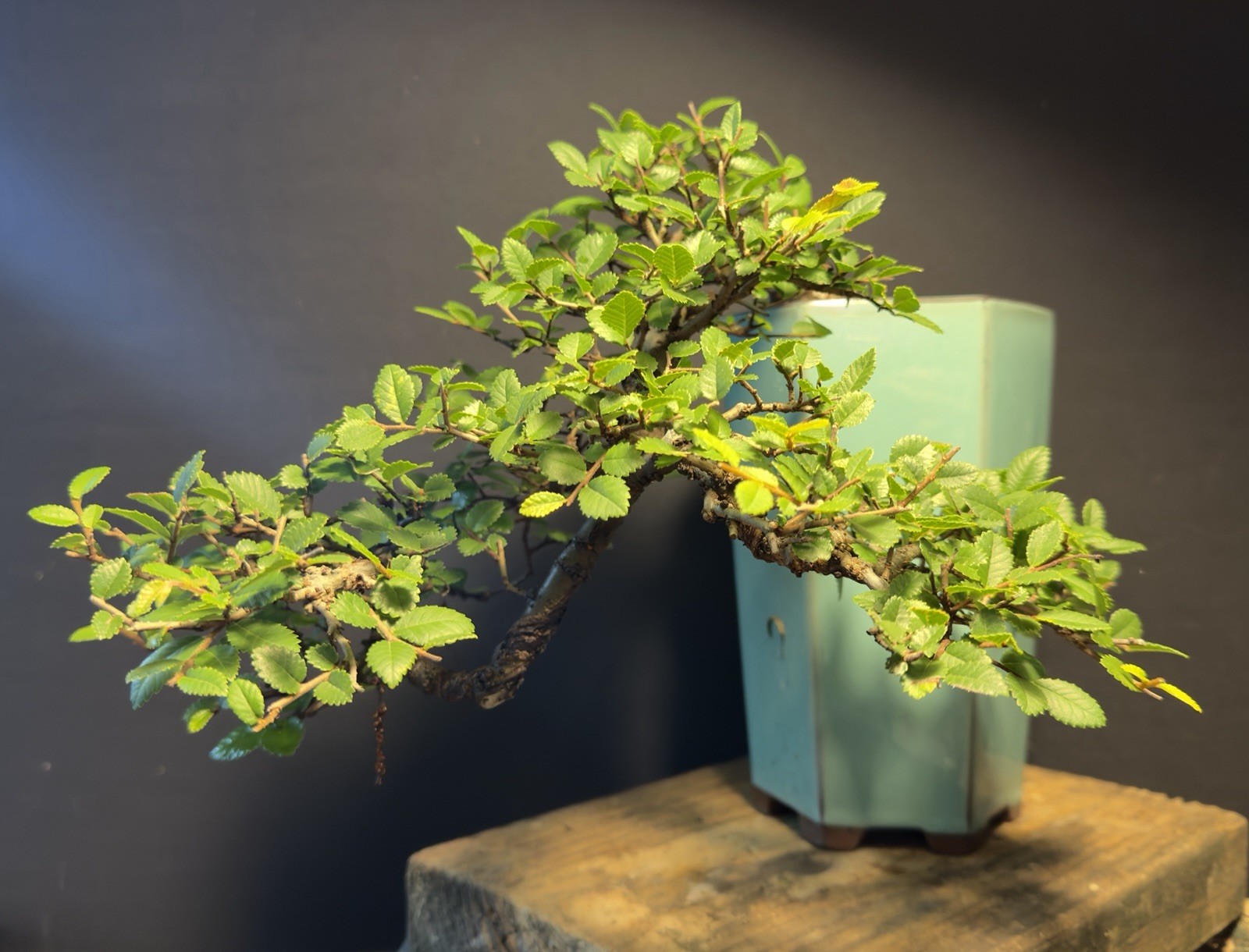 Bonsai Tree Cork Bark Chinese Elm Cascade From Root Cutting Quality Chinese Pot