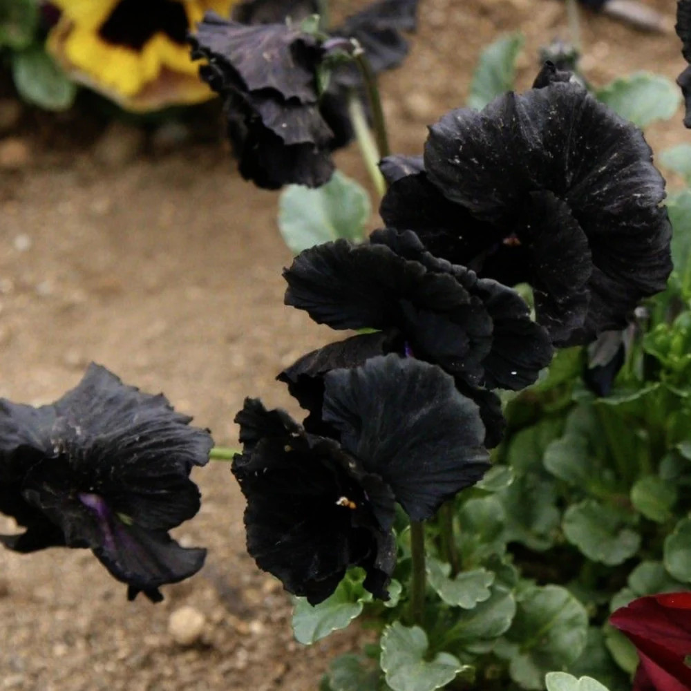 Black Pansy Seeds For Planting “Clear Crystals” (Viola x wittrockiana)