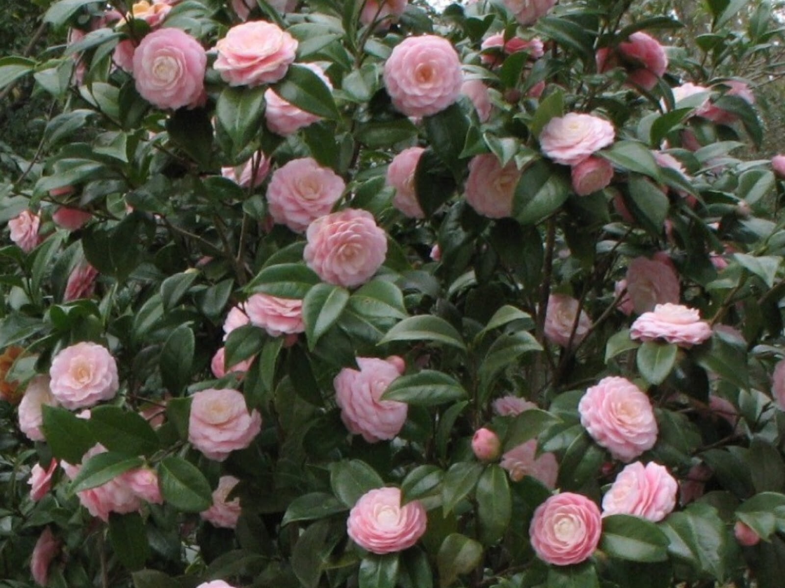 **PINK PERFECTION**Unique Bloom*Camellia Japonica-Live Starter Plant -USA SELLER
