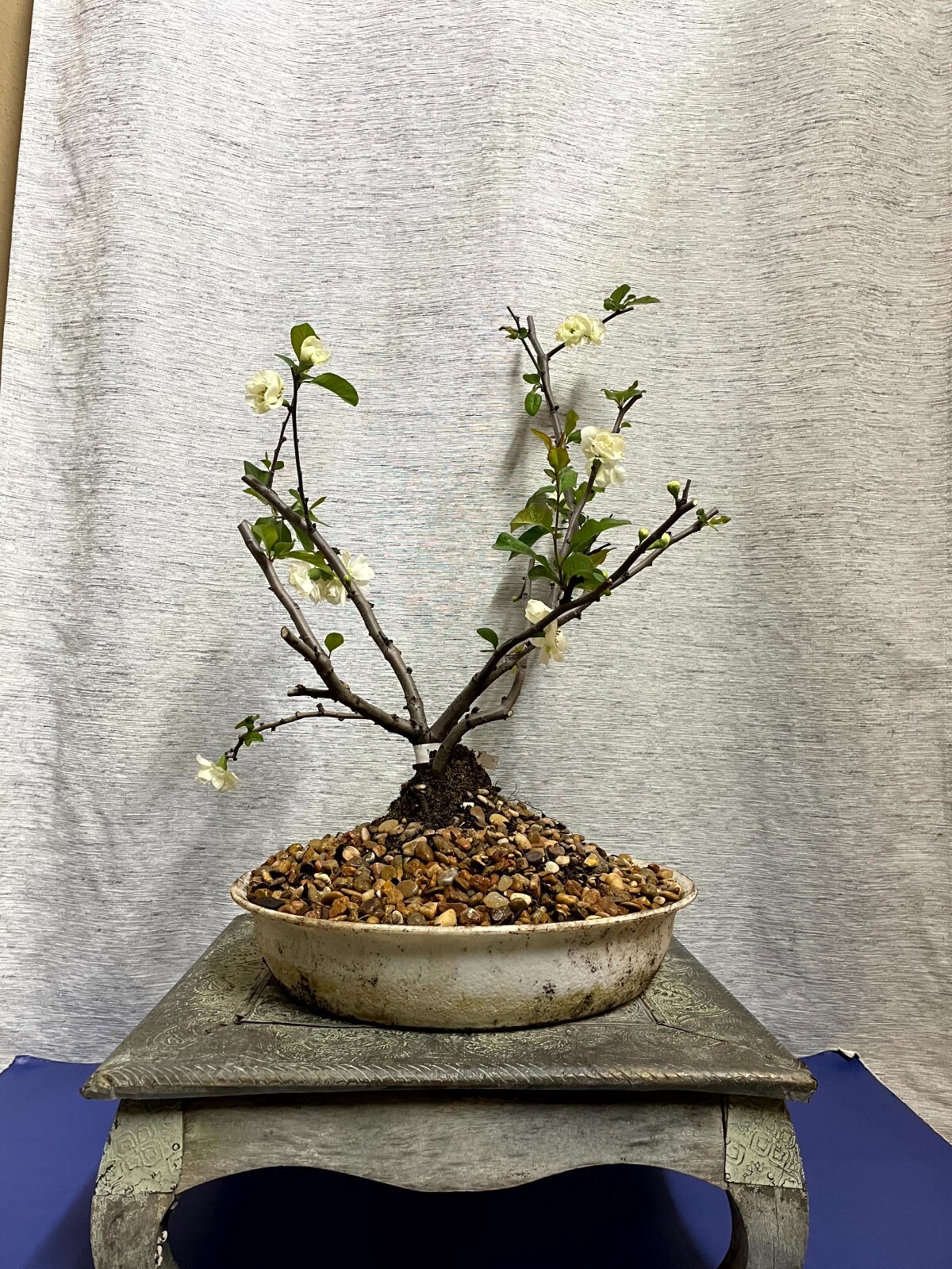 AWESOME! Fantastic YASHIMA Quince Pre-Bonsai, 18 Years, GREAT TRUNK