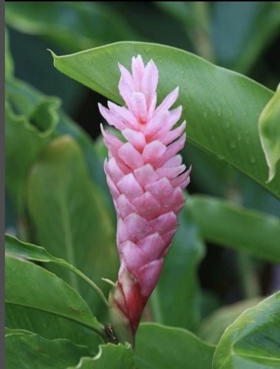 Pink Hawaiian Ginger Plant (Alpinia purpurata) Roots 3 Pack