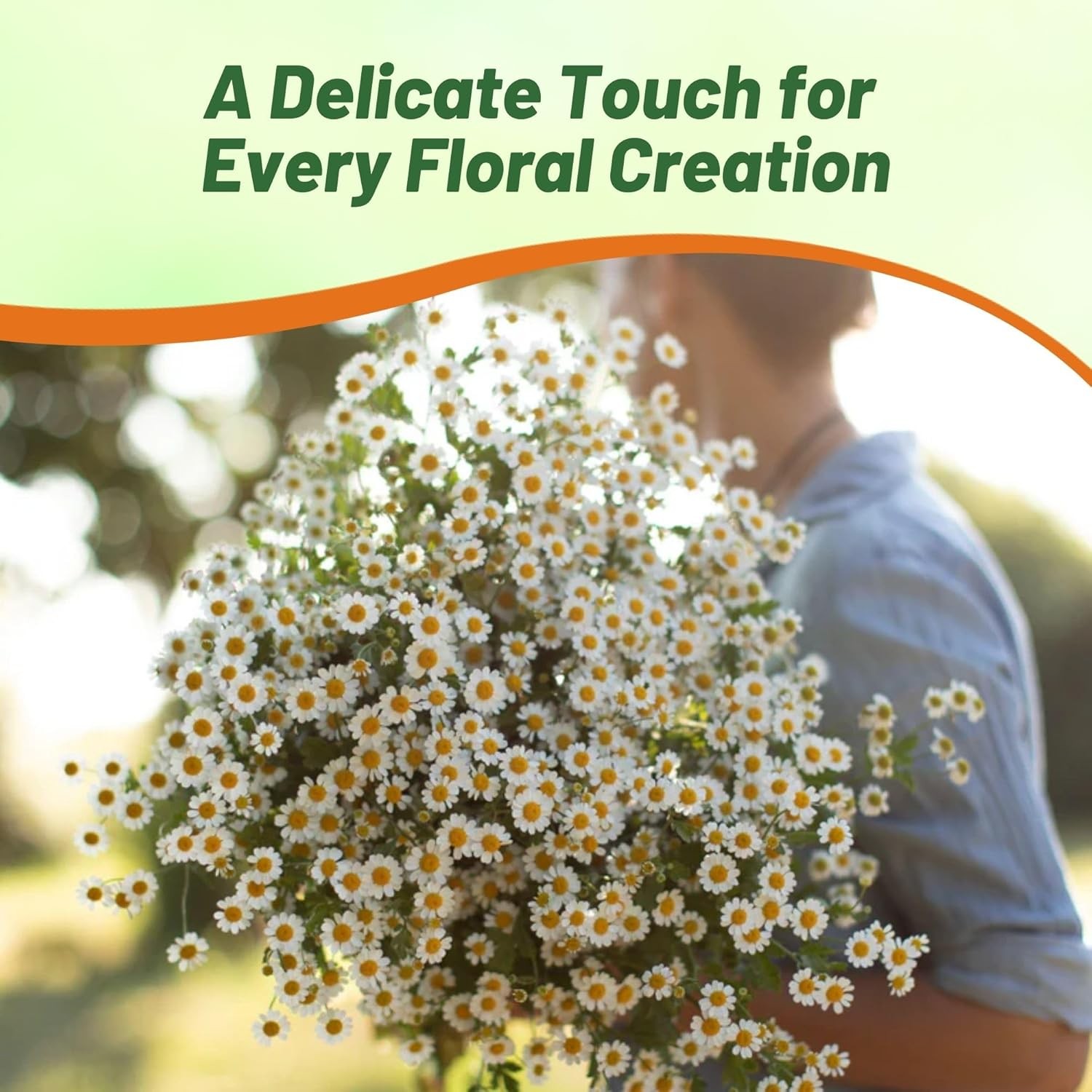 10000 Seeds Feverfew Seeds For Planting | White Chrysanthemum Feverfew Herb