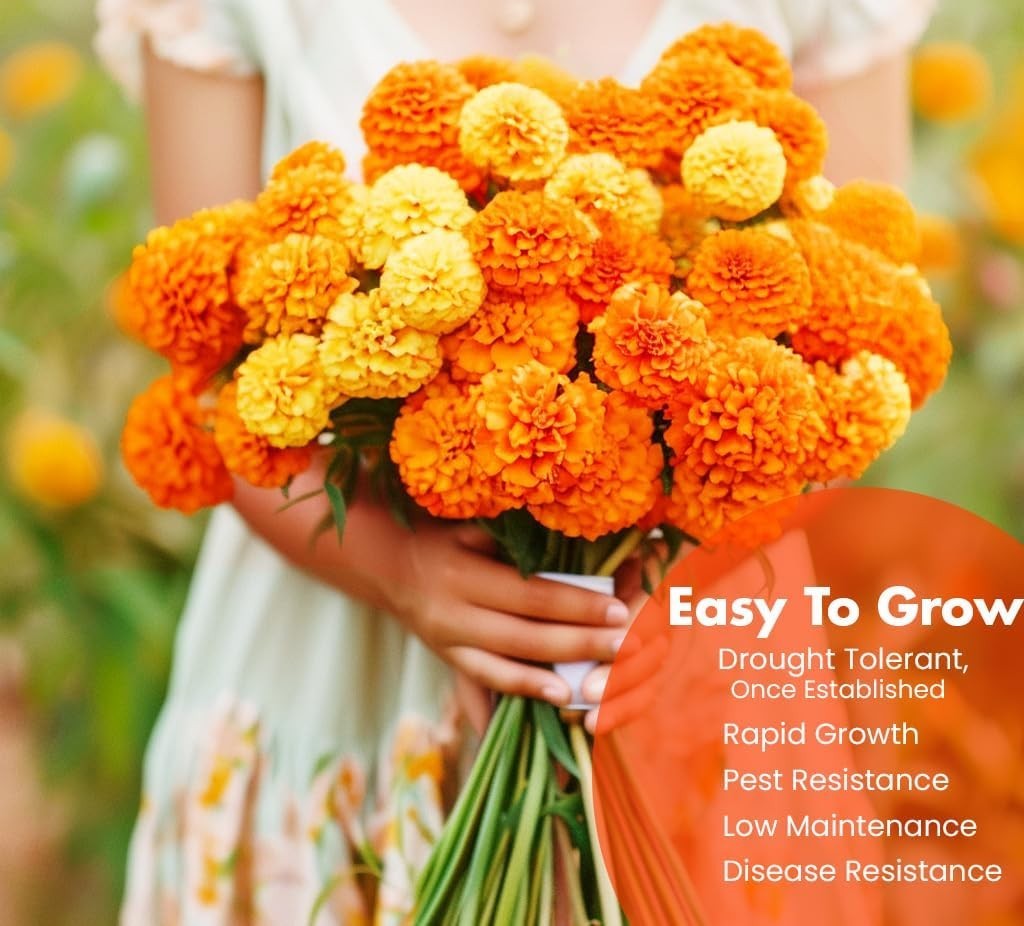 Marigold Seeds Bulk 10,000 Hawaiian and Cracker Jack for Outdoor Gardening