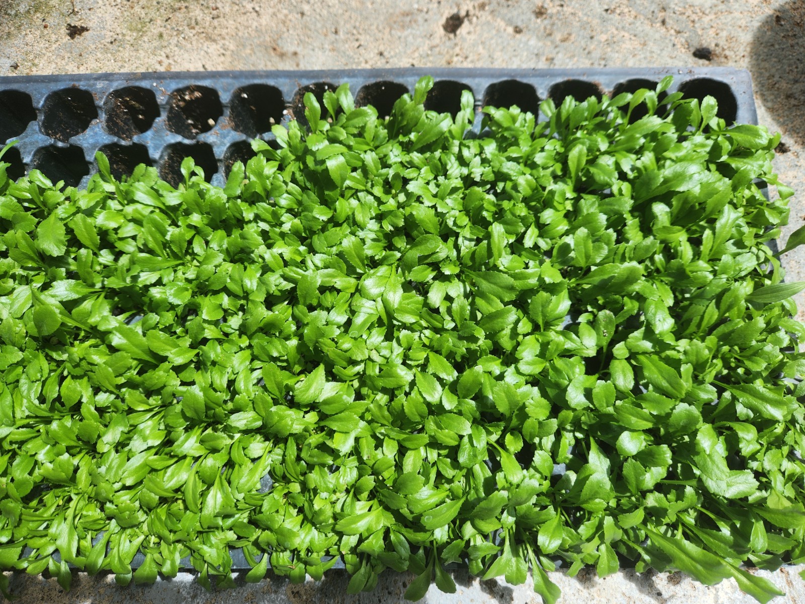 200+ Seeds, Recao de Puerto Rico, Culantro, ngo-gai, long coriander, Organic