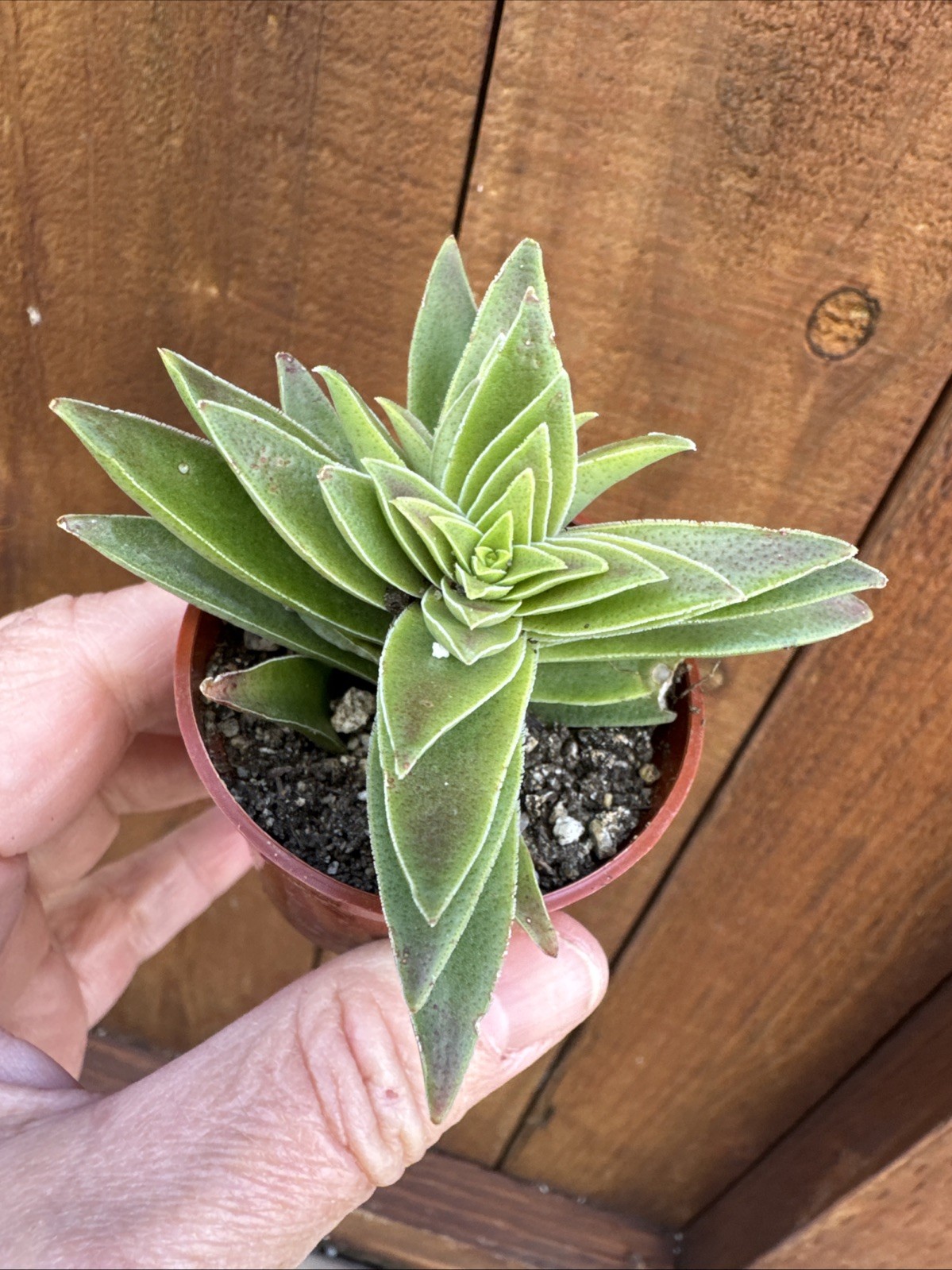 Crassula Capitella “Campfire” – Live Succulent – Rooted Plant
