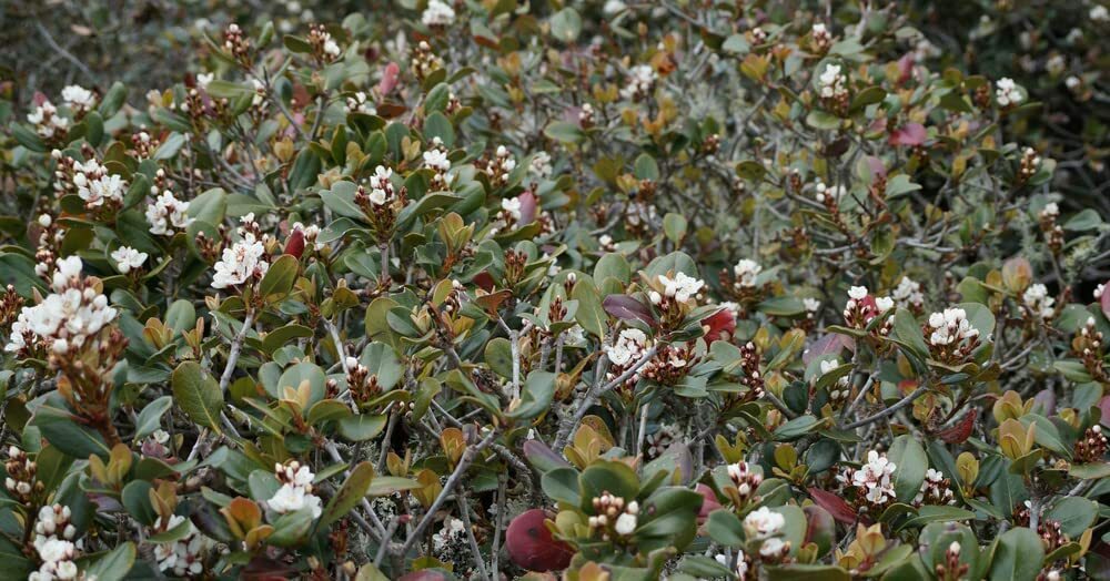 Western Sand Cherry Seeds 6 Seeds Very Rare Great for Landscaping or Bonsai