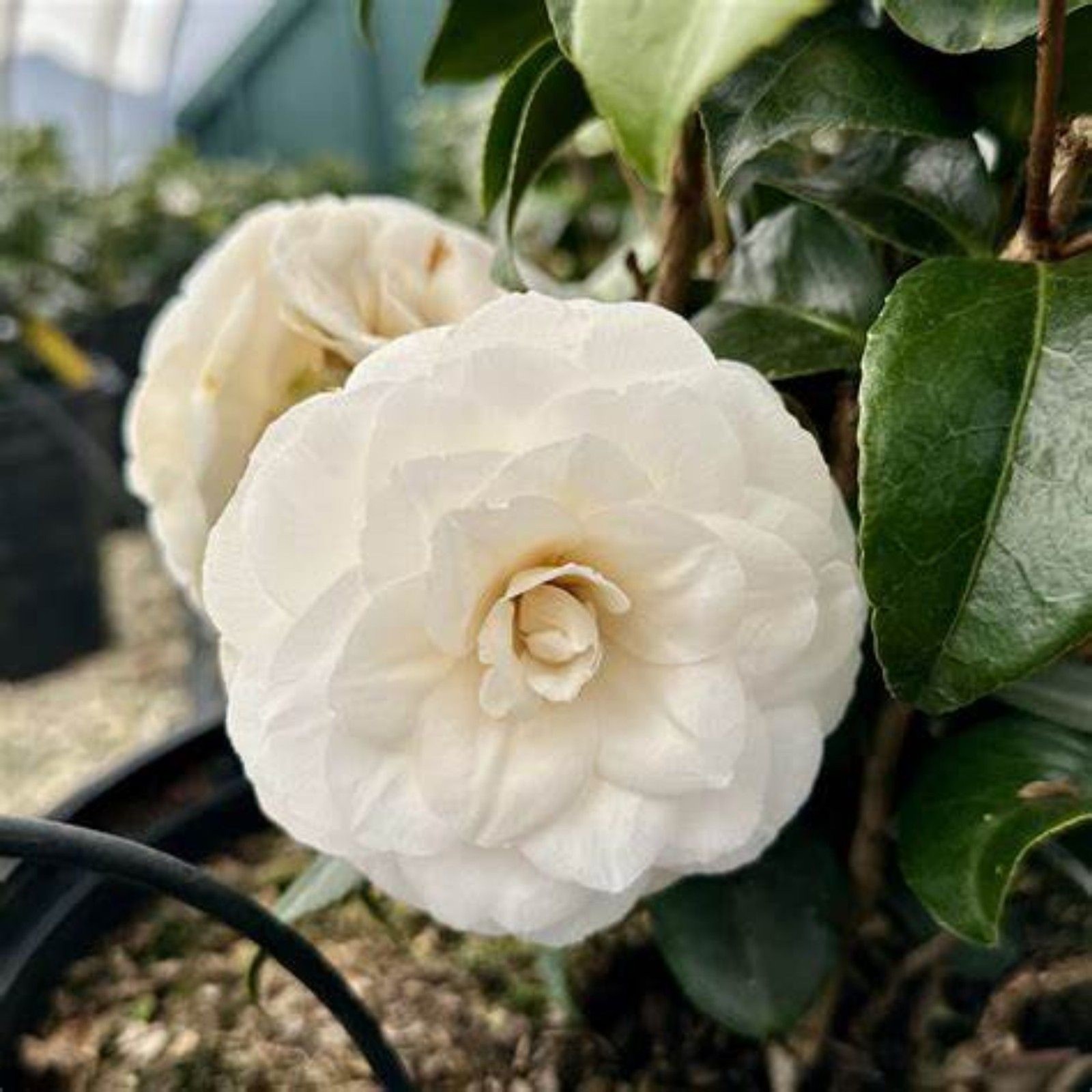 White by the Gate Camellia