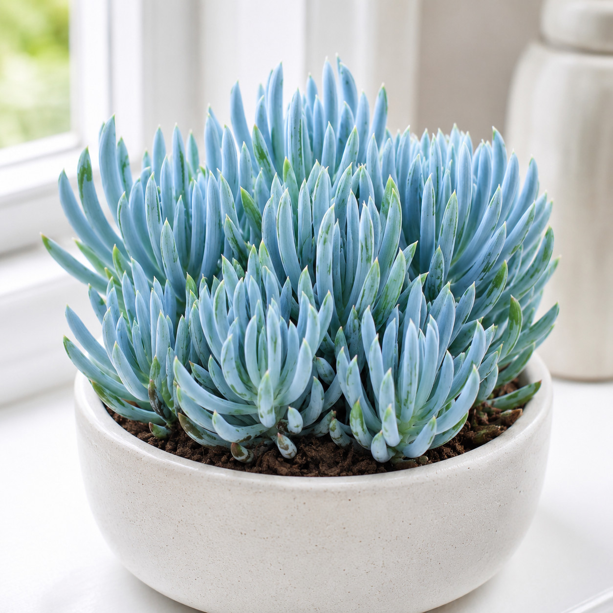 Rare Succulent Blue Chalk Sticks Easy Care Live Plant Unrooted Cutting 4″