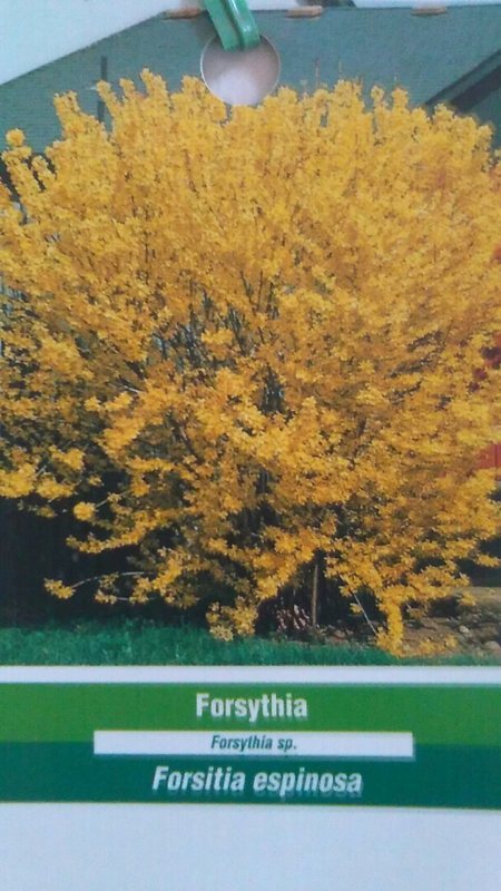 Forsythia Flowering 2′-4′ Tree Plants Plant Live Trees Landscape Flowers NOW