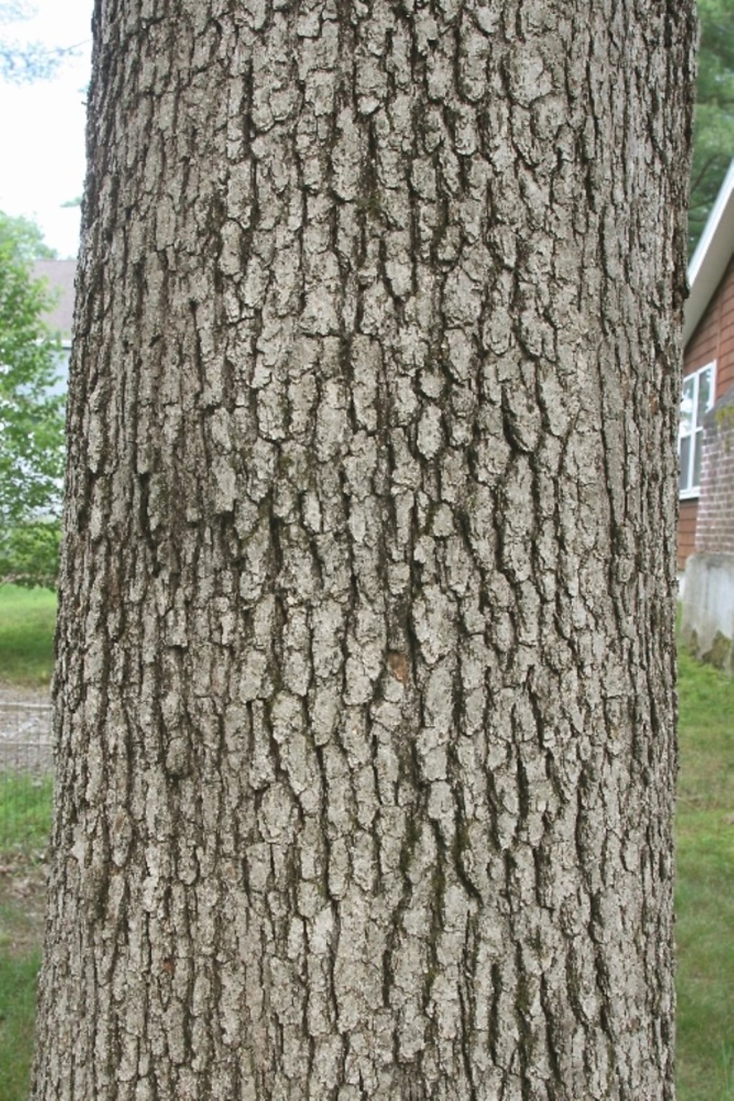 6 Plants Quercus robur Fastigiata , Columnar English Oak, 1 year old
