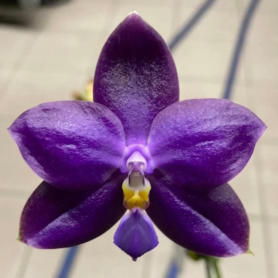 Phalaenopsis Ludde – violacea