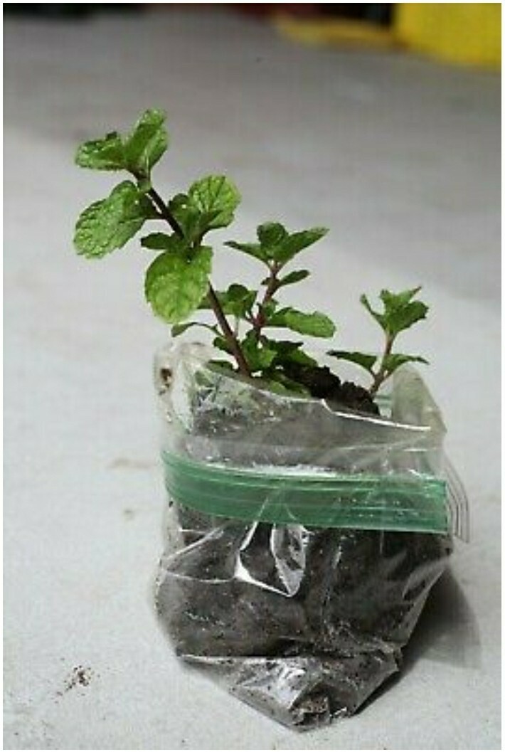 Spearmint plant rooted in soil 5″ – 8″