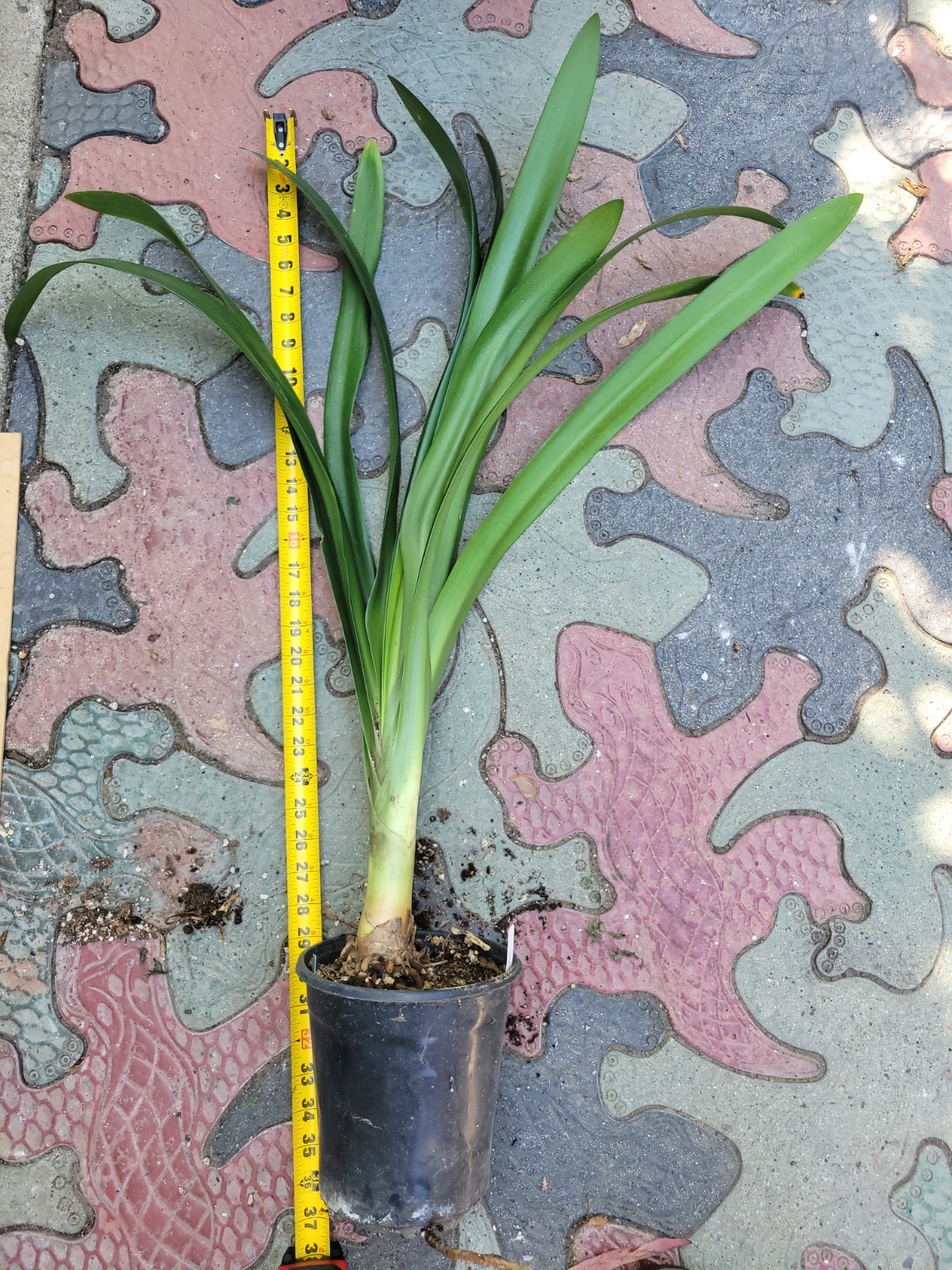 Yellow gardenii clivia I gallon plants
