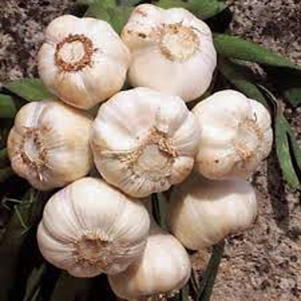Garlic Bulbs,Whole White Bulbs for eating and or planting. COOL BEANS N SPROUTS