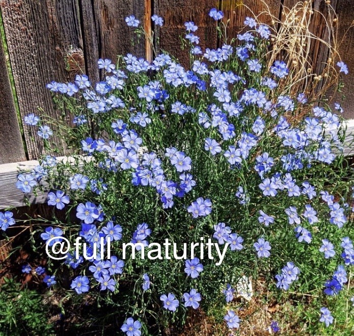 Branch Nursery Flowering Plant Plug Seedling Perennial Blue- (3) LIVE PLUGS