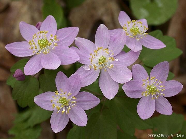 Windflower Rue Anemone (Anemonella thalictroides) Mix of Bare-roots