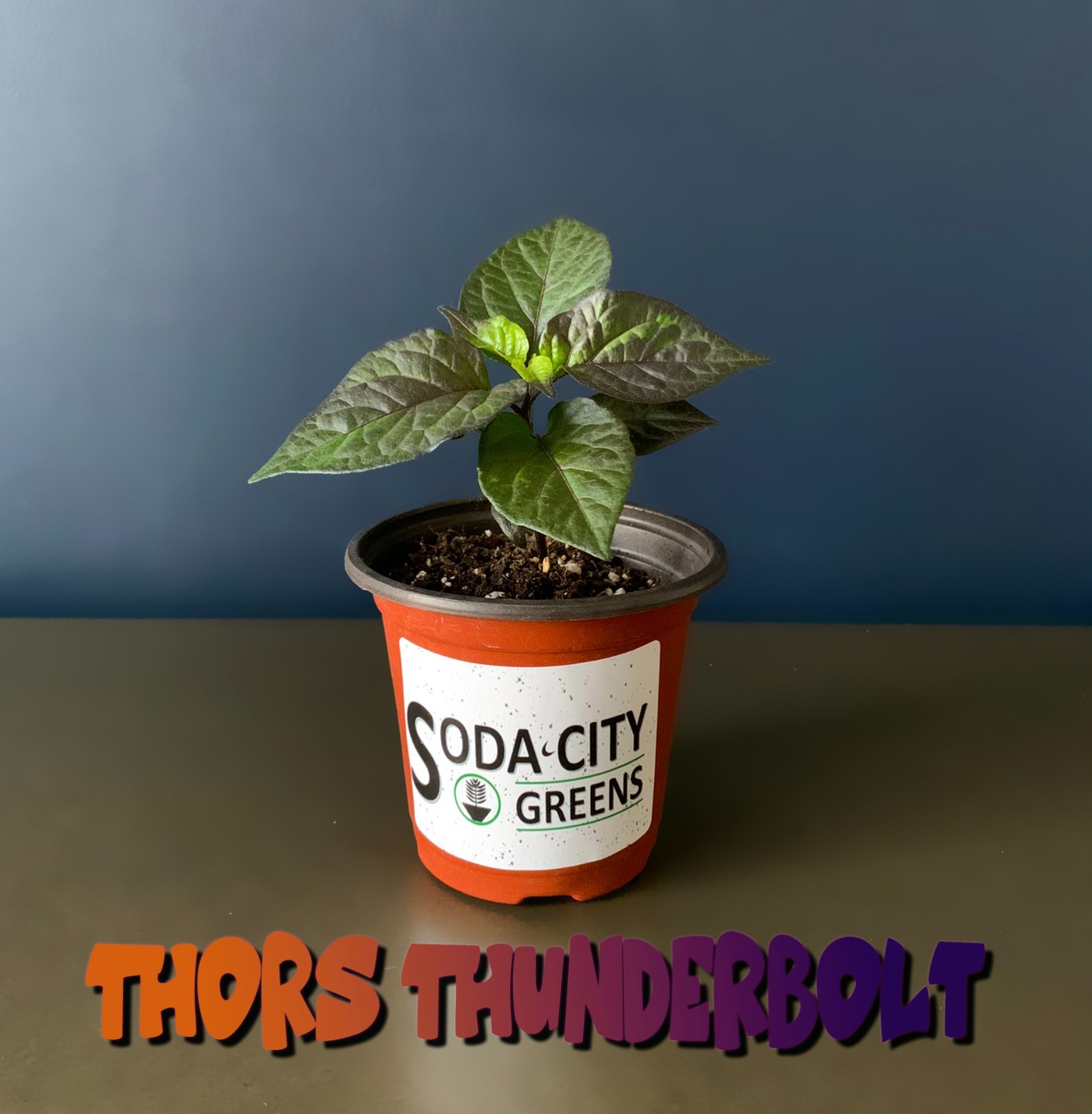 Thors Thunderbolt Pepper Seeds