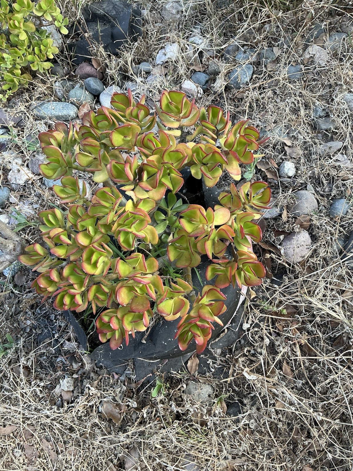 healthy jade plant with roots, Around 13” tall, rooted