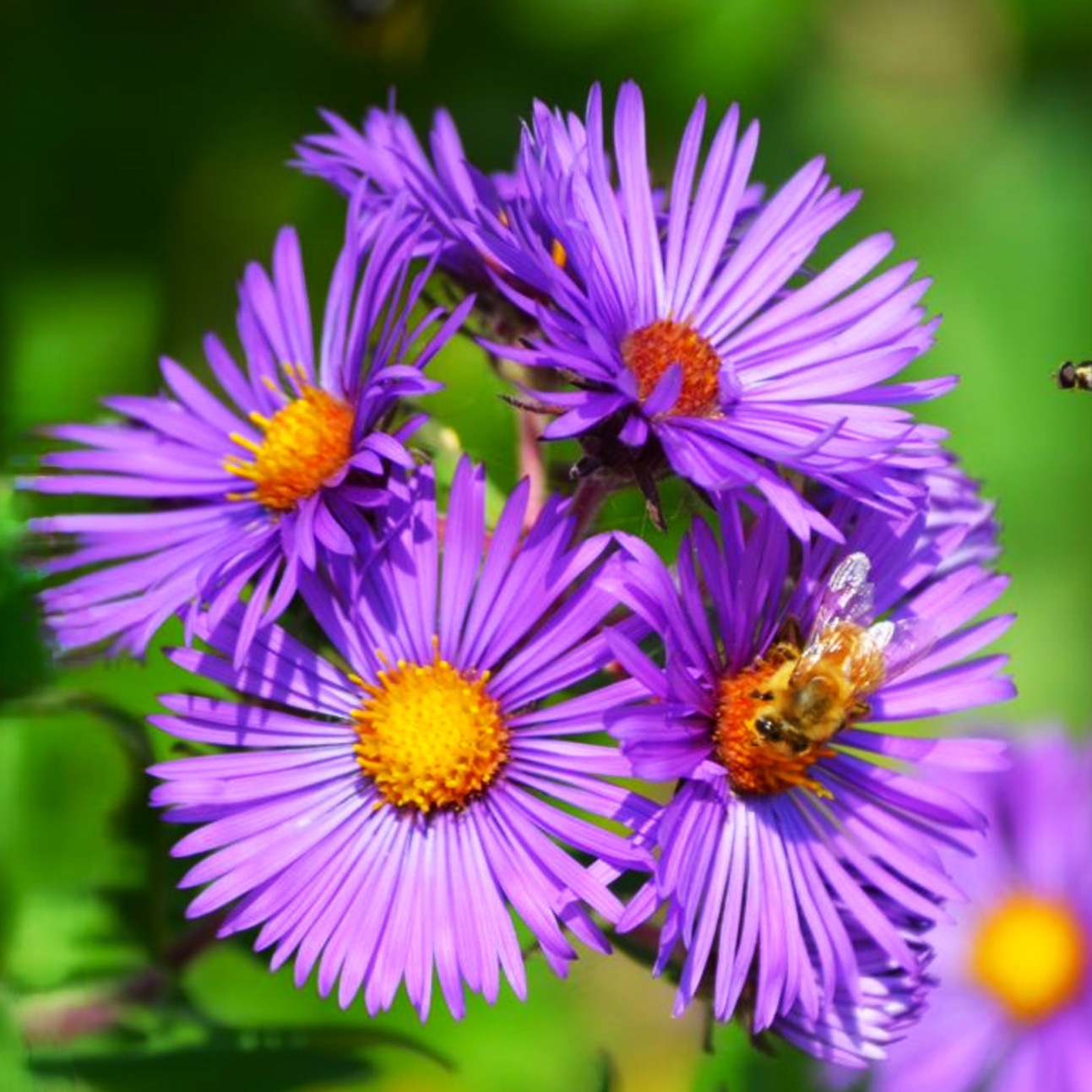 Tahoka Daisy Seeds | Prairie Aster Tansyleaf Purple Wildflower Flower Seed 2025
