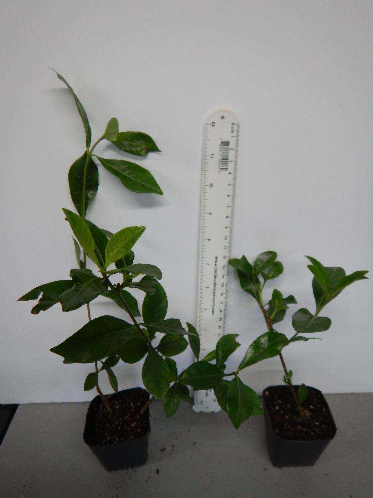 ~~VETCHII~~ Gardenia Jasminoides Plant~~ Intensely Fragrant Double White Flowers