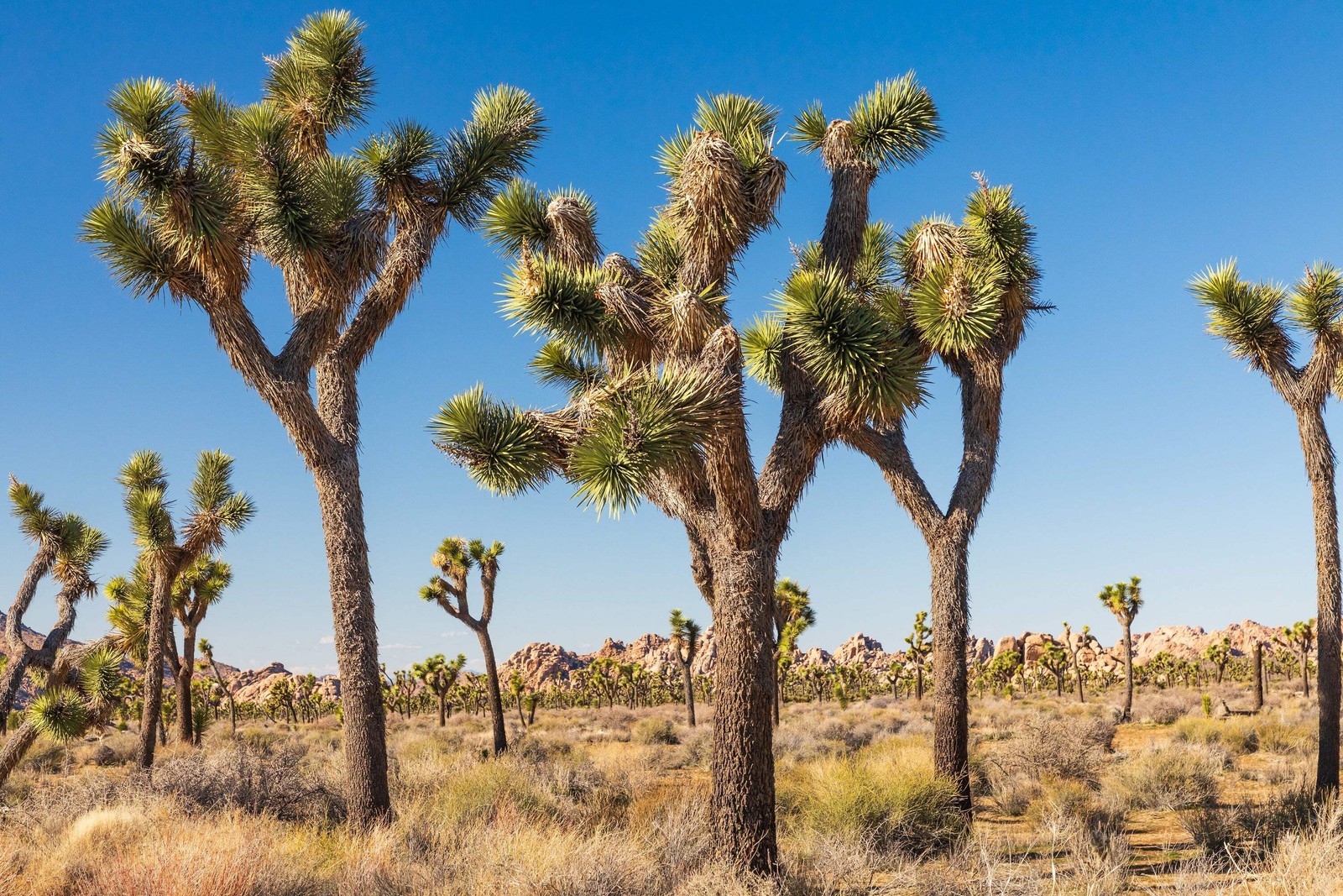5 JOSHUA TREE Palm Tree Yucca Brevifolia White Flowers Cactus Succulent Seeds