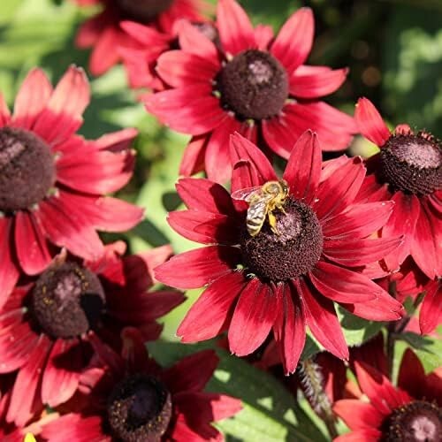 200+ Cherry Brandy Gloriosa Black-eyed Susan Daisy Seeds – FAST SHIPPING!