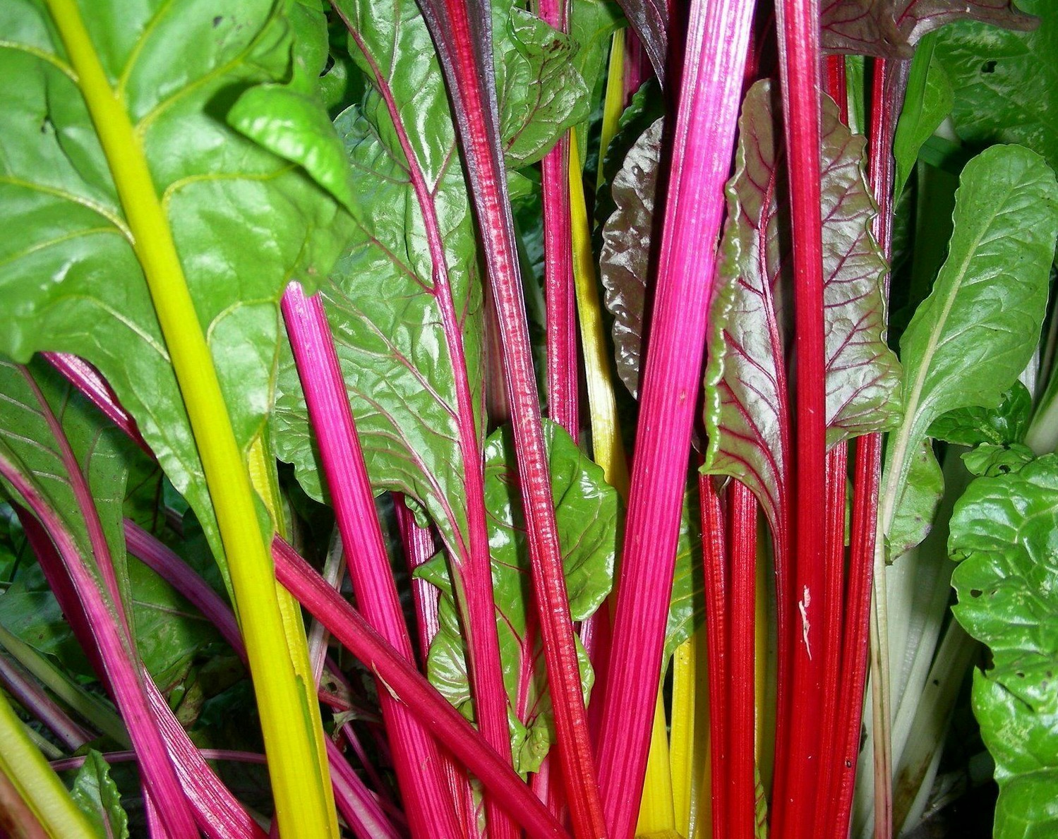 RAINBOW SWISS CHARD SEEDS 100+ heat tolerant VEGETABLE garden FREE SHIPPING