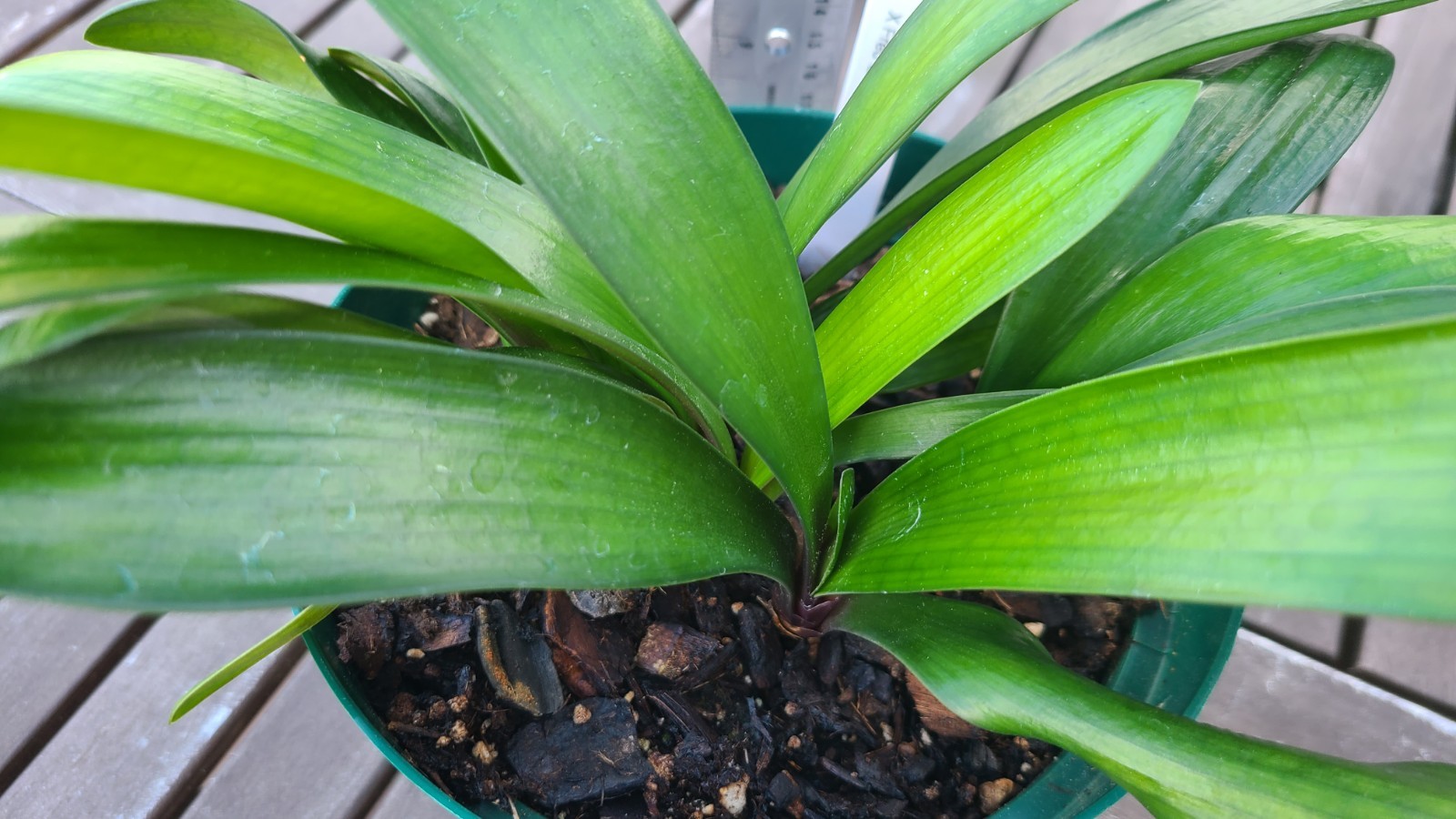Clivia Noscot x (Nakamura x Fred Gibello) 4-5 leavesl One plant