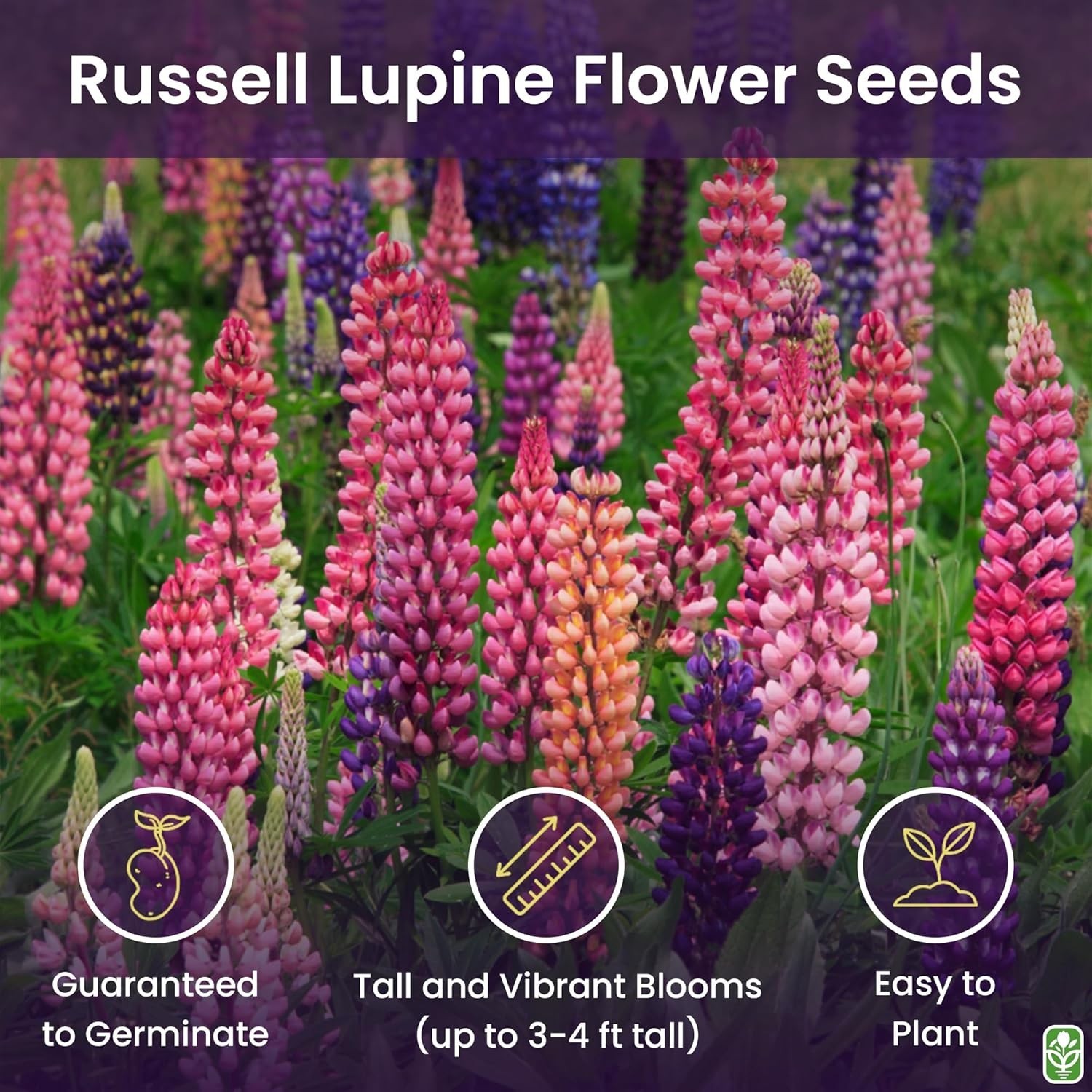 Gorgeous Mixed Russell Lupine Seeds – Grows 36-48″ Tall, Attracts Pollinators