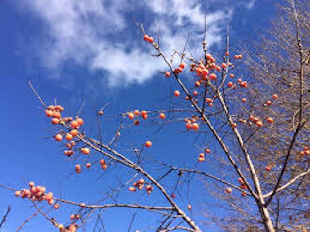 5 Persimmon Tree Seeds Diospyros Virginiana Native Fruit Tree
