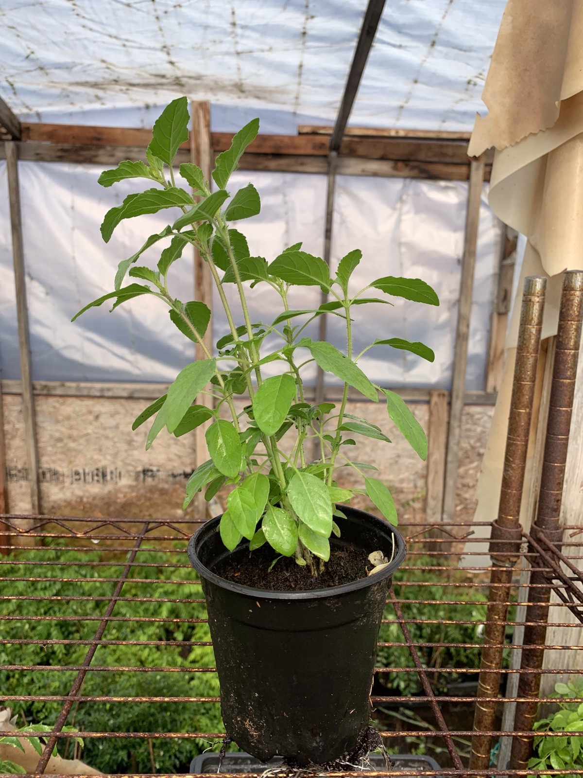 Krishna Tulsi Plant Holy Basil – Ocimum Sanctum 10 Inches Comes In A 4 Inch Pot