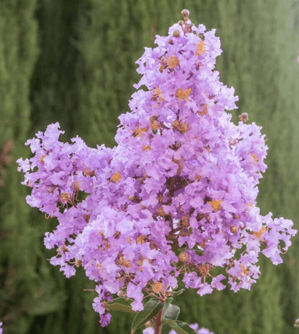 Lipan Crape Myrtle: Rich Lavender Flowers on a Long Weeping Branches