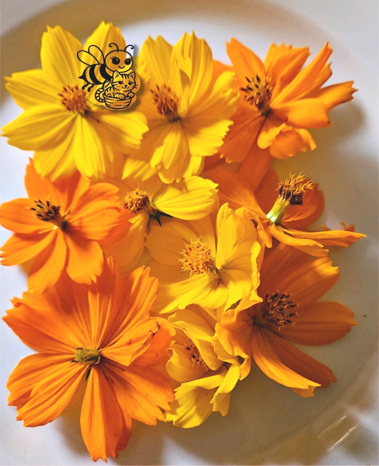 300 Cosmos Seeds Yellow & Orange