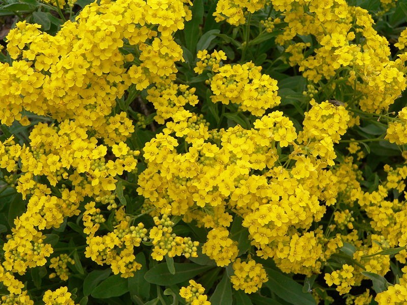 500 seeds Basket of Gold Alyssum Aurinia organic Perennial Yellow +gift