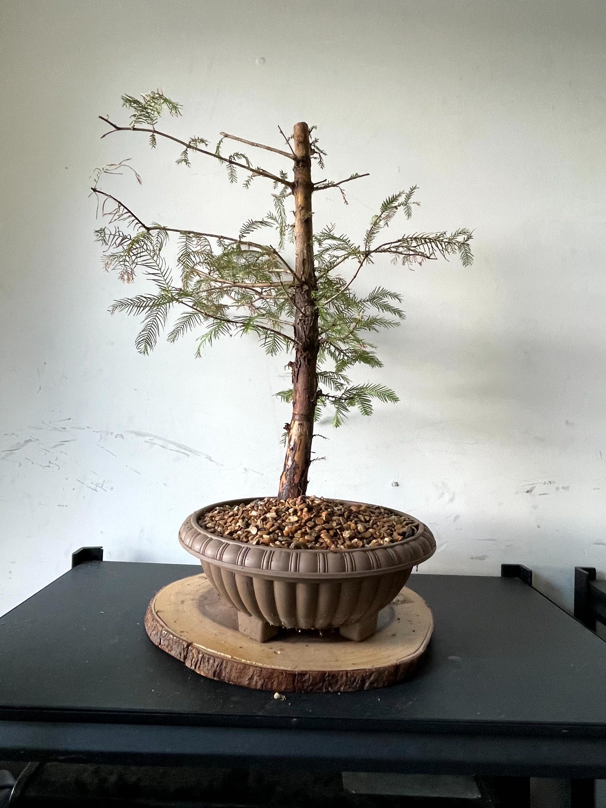AWESOME! Fantastic Dawn Redwood Pre-Bonsai, 18 Years, GREAT TRUNK