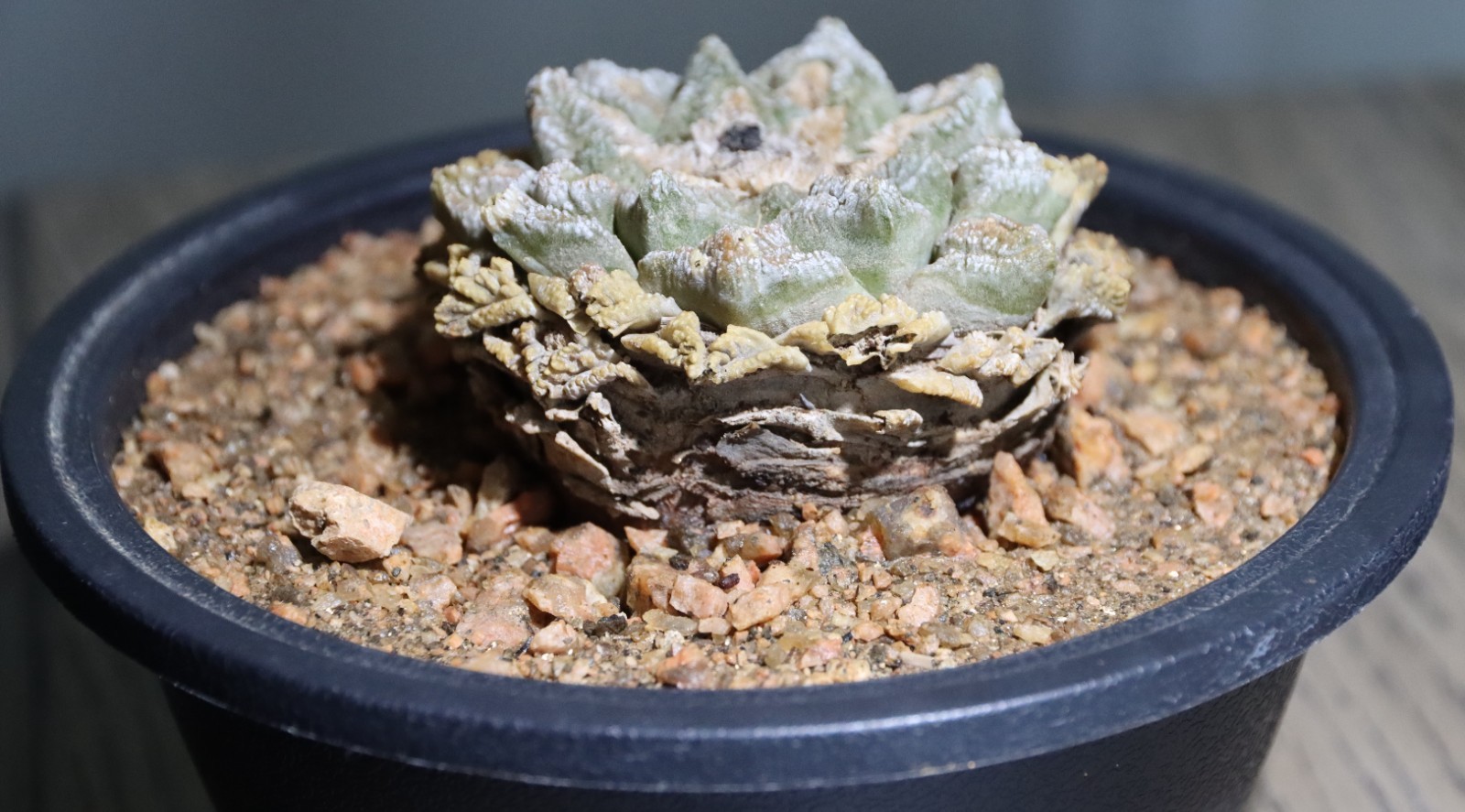 CACTUS ARIO-FISSUS SHOWN IN 6″ POT