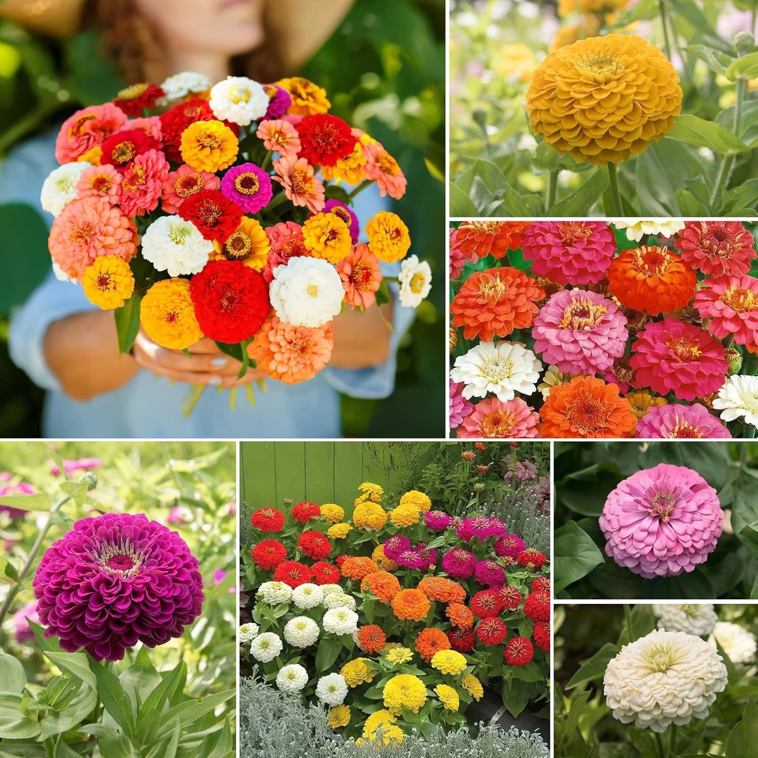 Germination Guaranteed Zinnia Seeds – 3,000 Count for Spring to Fall Garden