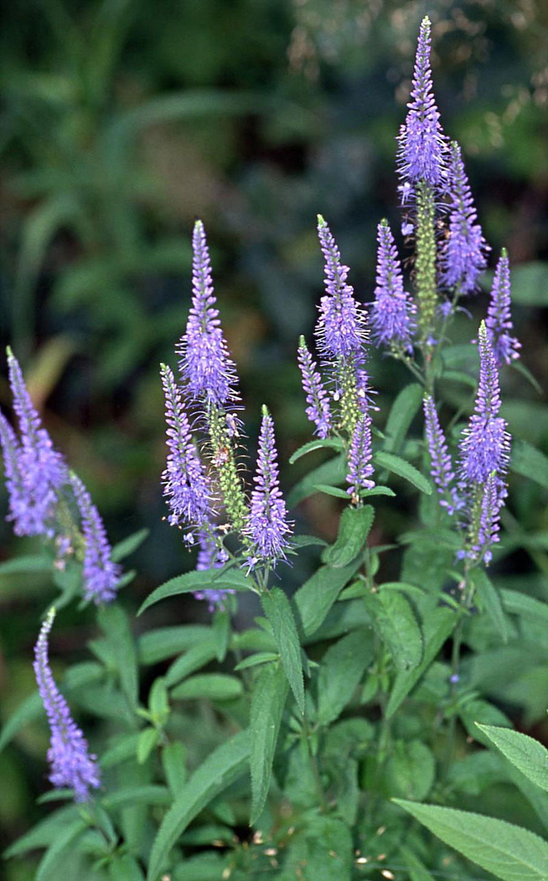 VERONICA LONGIFOLIA, 160 SEEDS, MIXED COLORS, LONG LEAF SPEEDWELL, USA SELLER