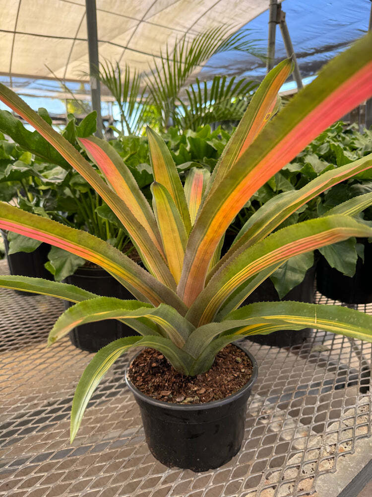 Aechmea Bromeliad Alvarez Variegated Live Plant Exotic 6-8 In Pot 17-27 In Tall