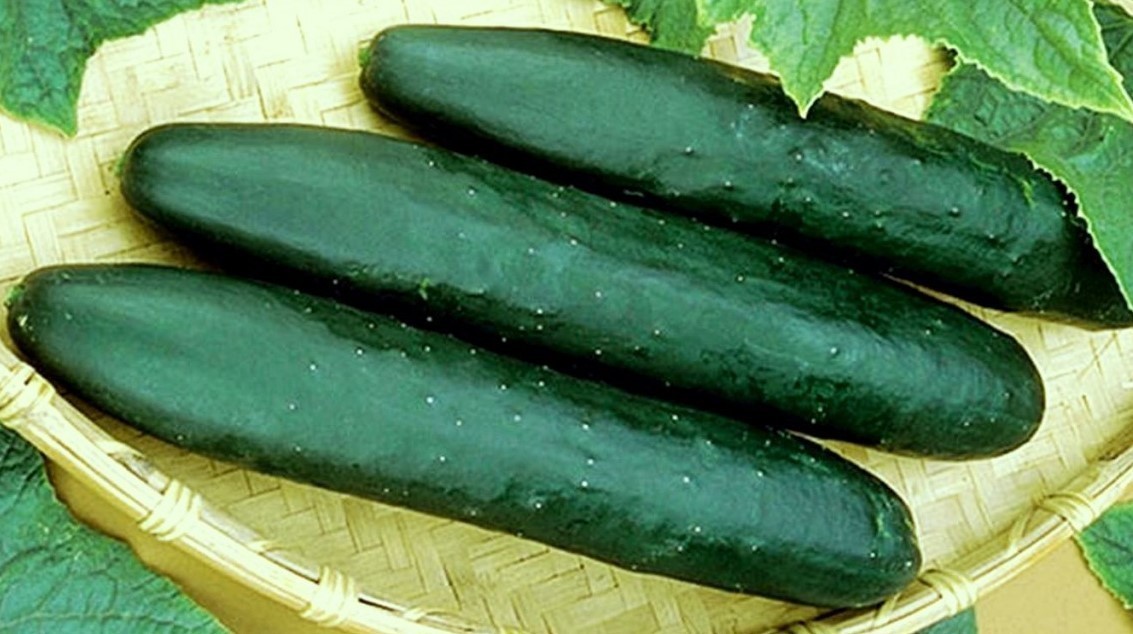 1 oz Cucumber Seeds, Straight 8, Non-Gmo Heirloom Seeds, Eat Them Fresh, 1000ct